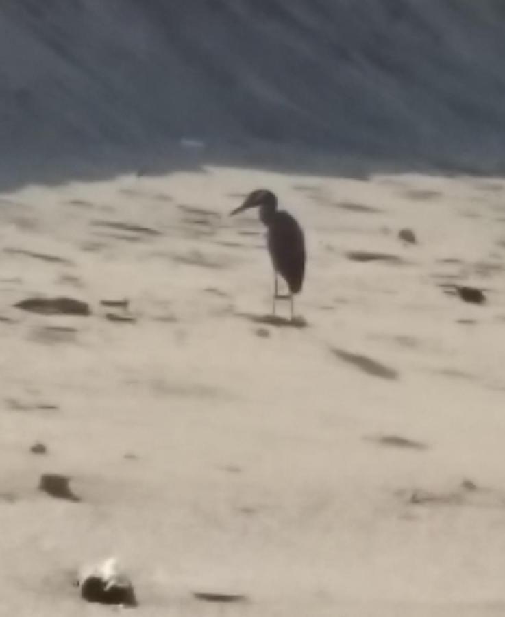 Hostal Las Garzas Del Pelado プラヤス エクステリア 写真